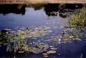 Pikes ponds1
